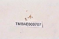 藏品(白苔)的圖片